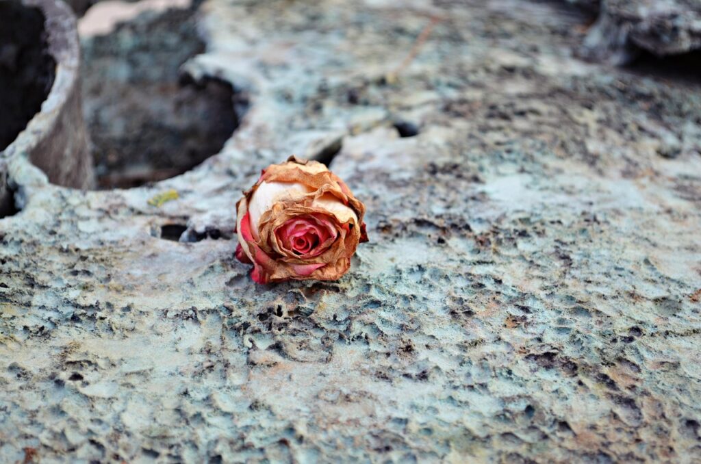 cemetery, dried rose, dried flower, tomb, withered rose, goodbye, farewell, pain, sadness